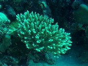 Acropora msp14}