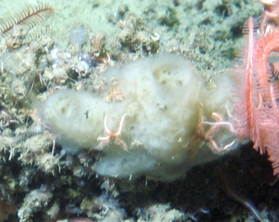 Porifera msp73}