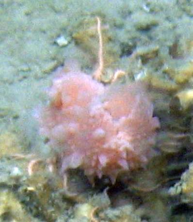 Nudibranchia msp1}