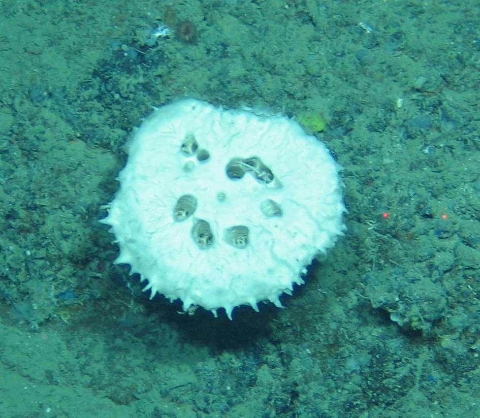 Porifera msp11}