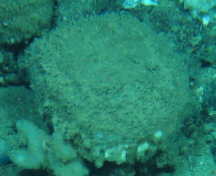 Porifera msp12}