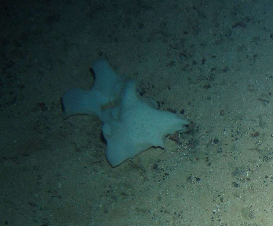 Porifera  massive lobose msp 3}