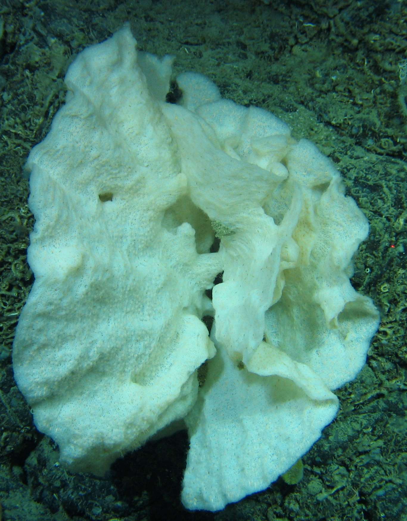 Porifera  lamellate msp 9}