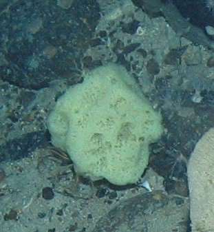 Porifera  massive lobose msp 21}