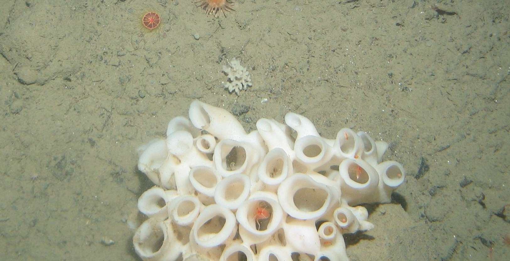 Porifera  massive globose msp 14}