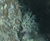 Hydrozoa  msp.4}